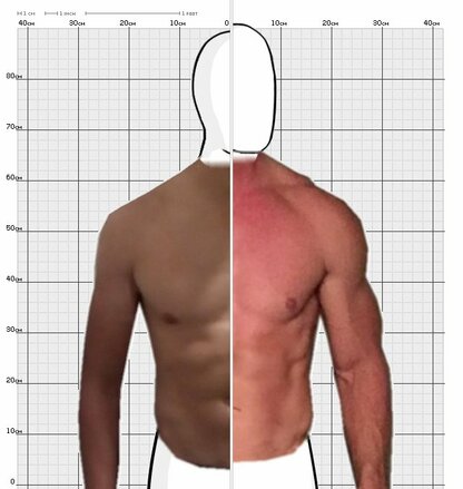 Torso Comparison