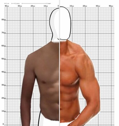 Torso Comparison