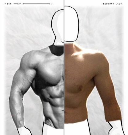 Torso Comparison