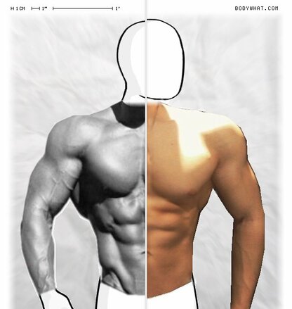 Torso Comparison