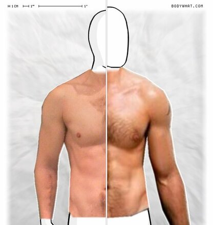 Torso Comparison