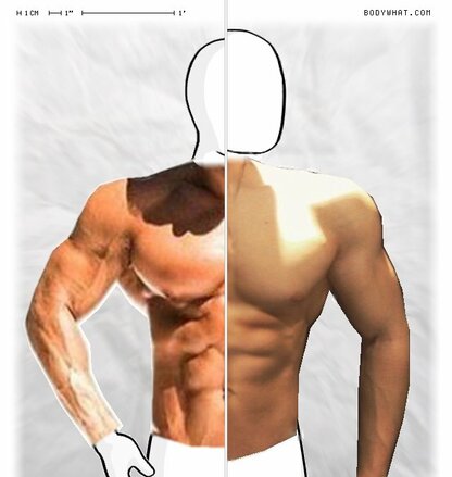 Torso Comparison