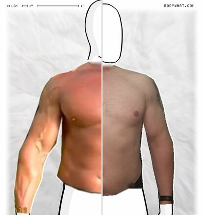 Torso Comparison