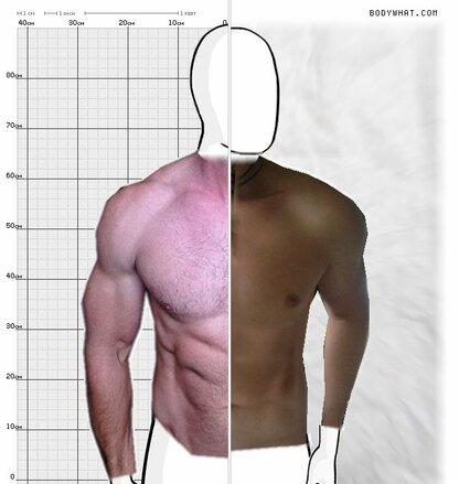 Torso Comparison