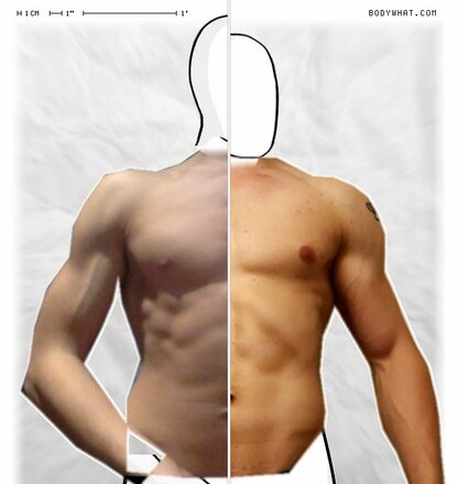 Torso Comparison