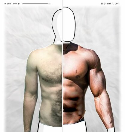 Torso Comparison