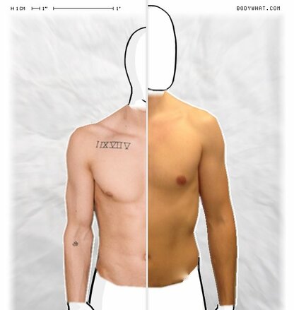 Torso Comparison