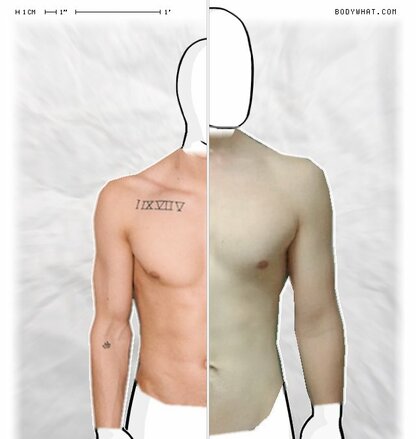 Torso Comparison