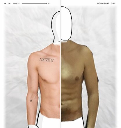 Torso Comparison