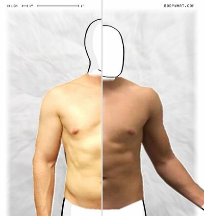 Torso Comparison