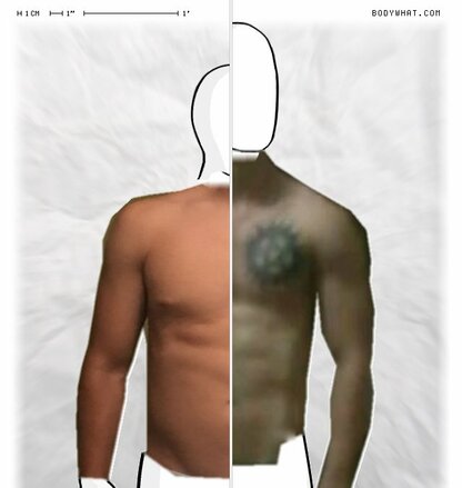 Torso Comparison