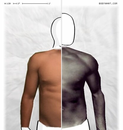 Torso Comparison