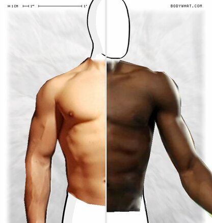 Torso Comparison