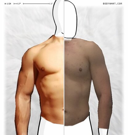 Torso Comparison