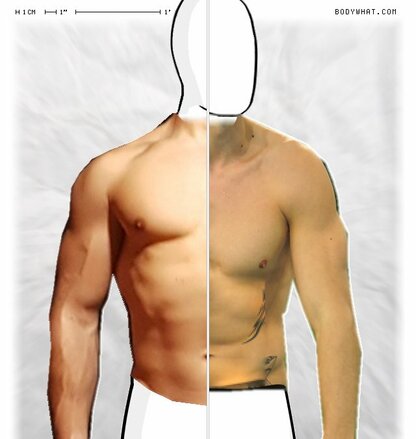 Torso Comparison