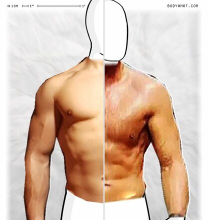 Torso Comparison