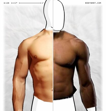 Torso Comparison