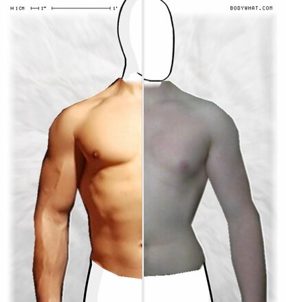 Torso Comparison