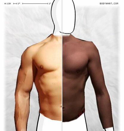 Torso Comparison