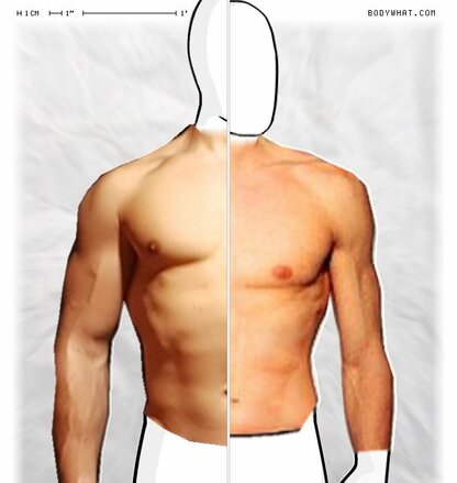 Torso Comparison