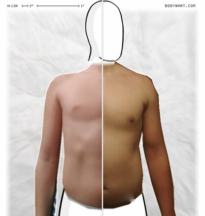 Torso Comparison