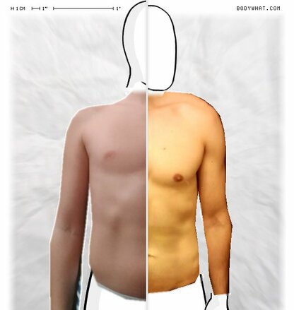 Torso Comparison