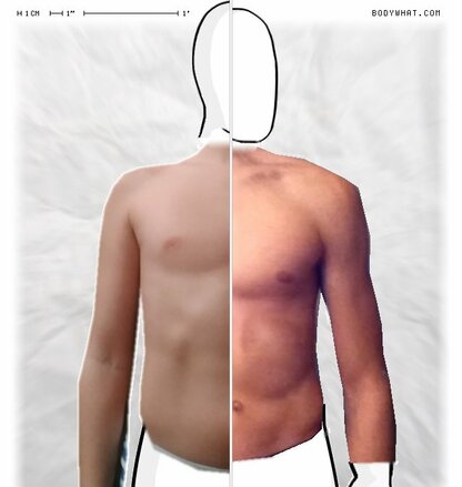 Torso Comparison