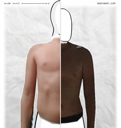 Torso Comparison