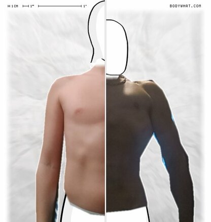 Torso Comparison