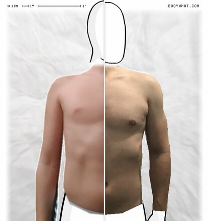 Torso Comparison