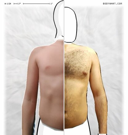 Torso Comparison