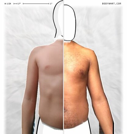 Torso Comparison