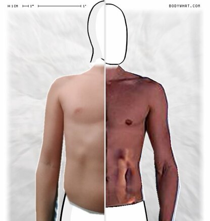 Torso Comparison