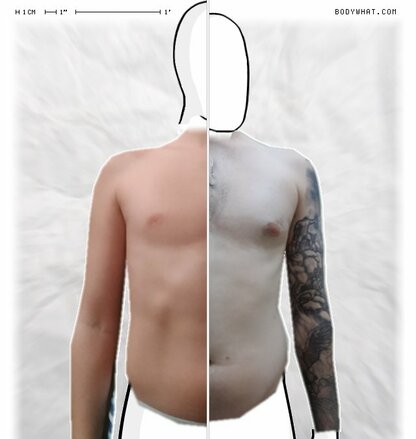Torso Comparison