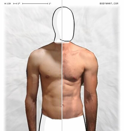 Torso Comparison