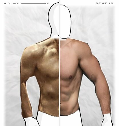 Torso Comparison