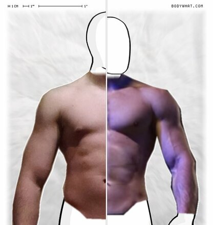 Torso Comparison