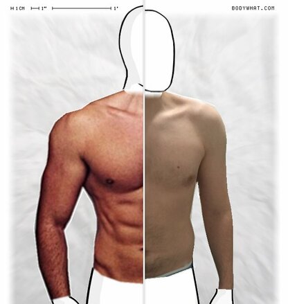 Torso Comparison