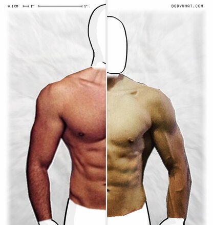 Torso Comparison