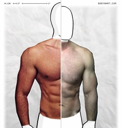 Torso Comparison