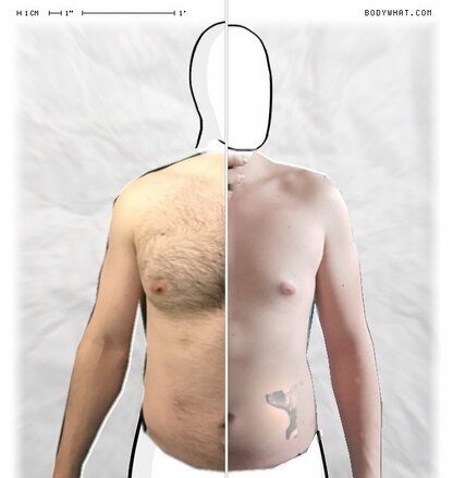 Torso Comparison