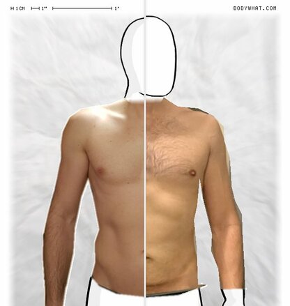 Torso Comparison