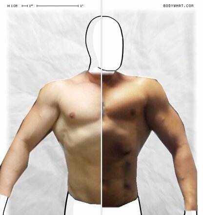 Torso Comparison