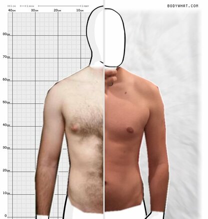 Torso Comparison