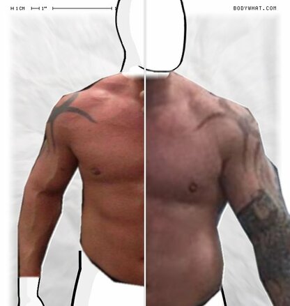 Torso Comparison