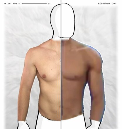 Torso Comparison