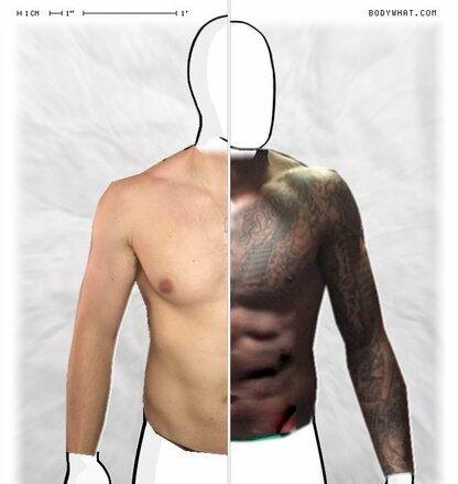 Torso Comparison