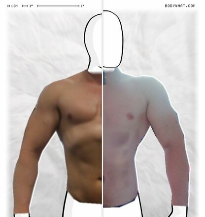 Torso Comparison