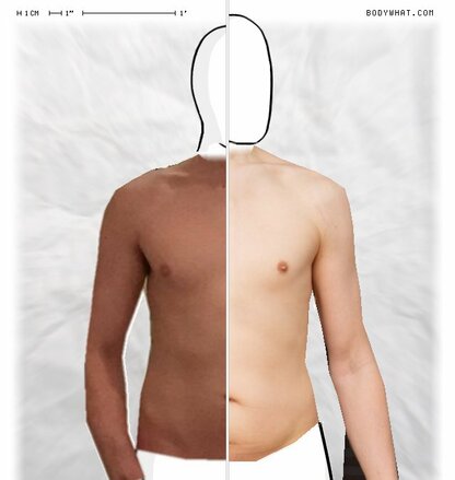 Torso Comparison