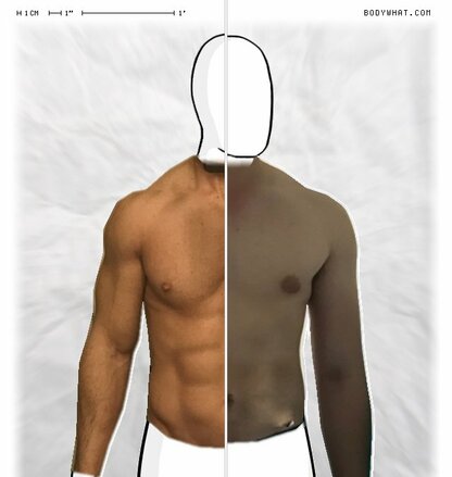 Torso Comparison